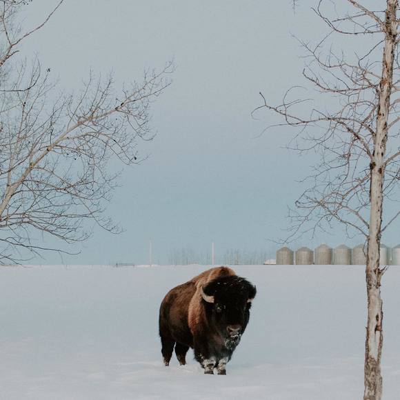 Meet your Posher, Agatha - Picture 1 of 1